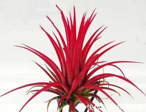 五种盆栽养在家里如景如画,比绿萝吊兰美多了,一派时尚景观