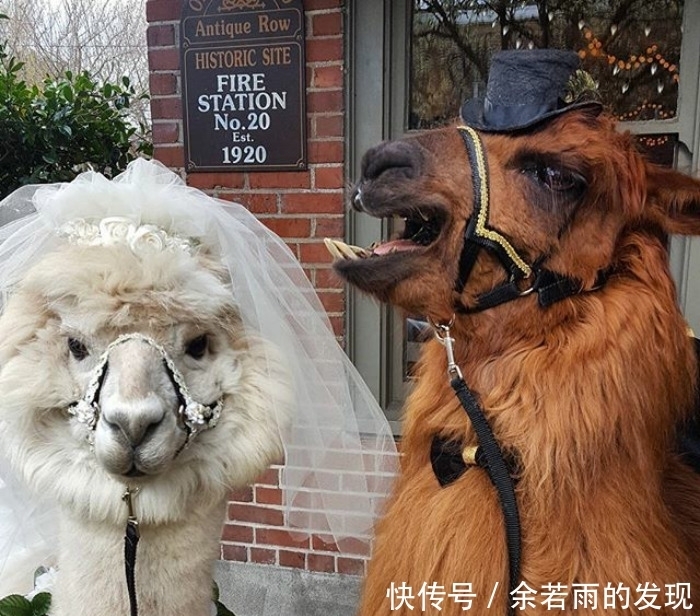 趣图:婚礼的时候一般会邀请什么人?嗯,草泥马伴娘没见过吧?