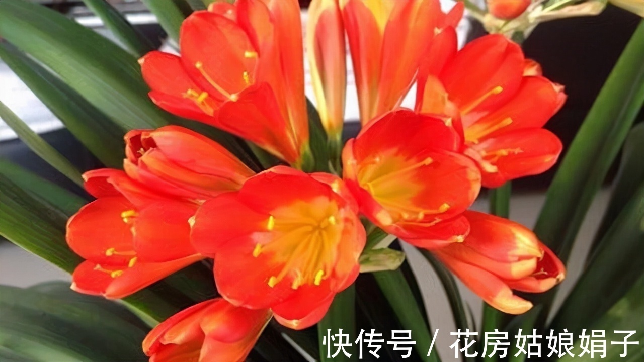 按照君子兰的生长习性来进行养殖,就不怕养不好它了,值得收藏