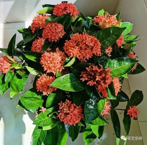 “最累”的8种花,花开连续几个月,一次开花几百朵!