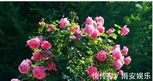 营养物质|以下“神仙水”给月季喝一点，叶子绿油油、花苞挂满枝！