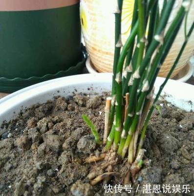 黄叶|养文竹总是黄叶，找准3个原因，长得茂密旺盛，变成“翠绿球”