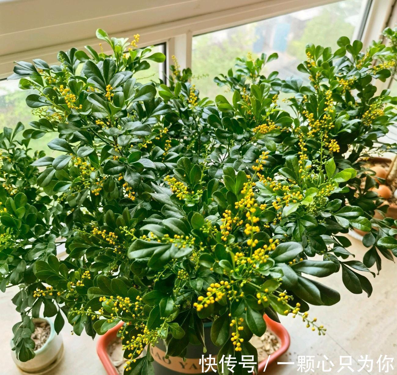 公认好养的5种花,能活一百年,开花吉利带仙气,越养越值钱