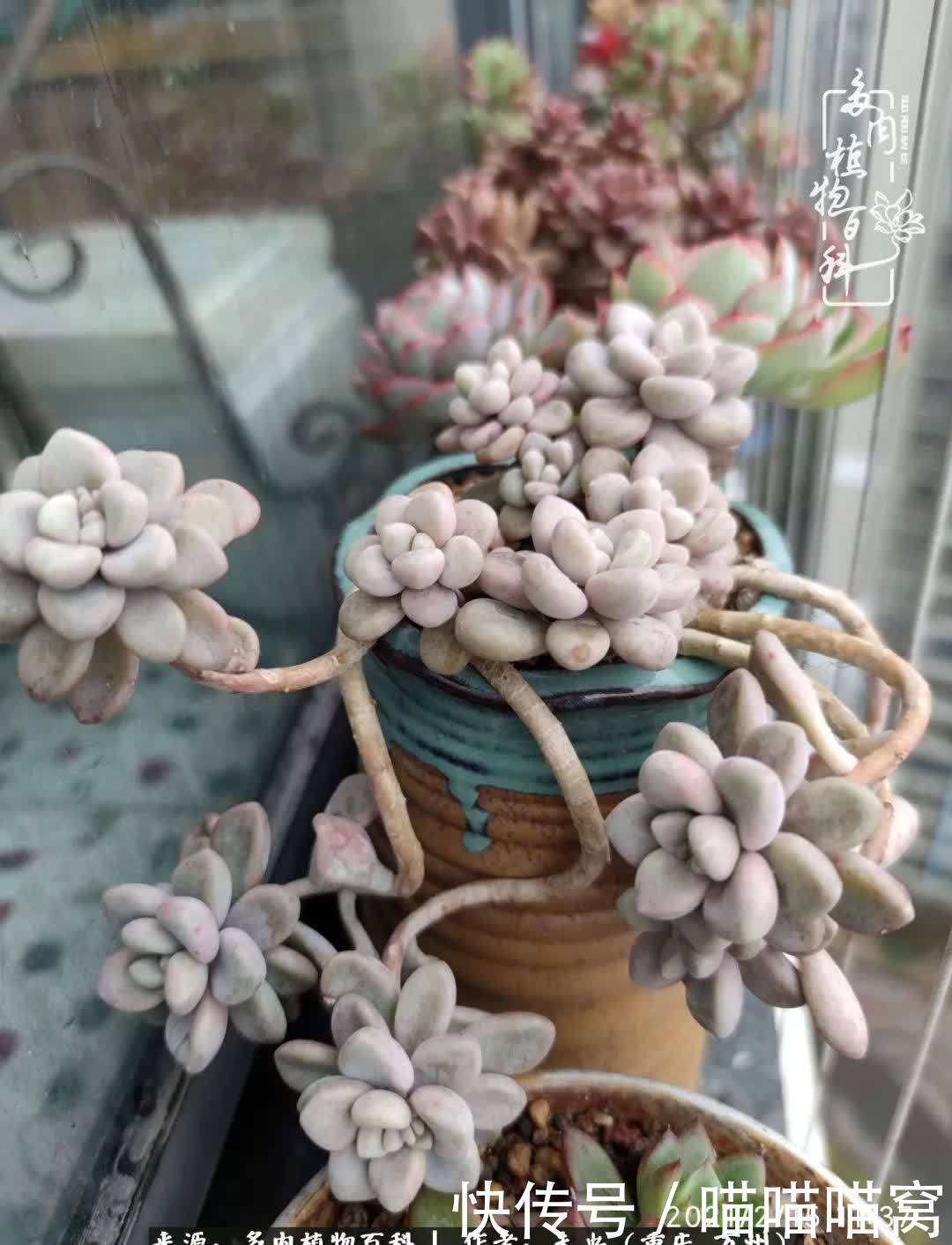 养肉多年，从未出坑过！养多肉是我最喜欢最坚持的爱好！