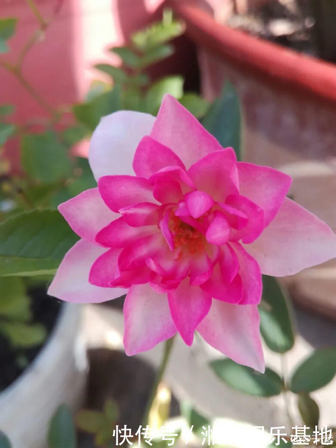 大爷家荷花种在花盆里，1次开花20朵，比巴掌还大！