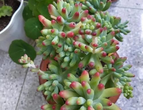 4月末，养殖多肉莫错过最后的换盆时机，操作得当1周就服盆