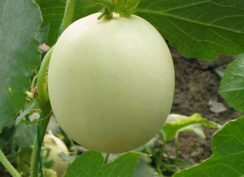 维生素d|想长寿得会吃,常吃以下三种食物,帮助消化,增进食欲,早吃早好