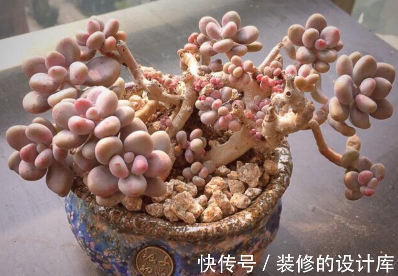 艾伦|盘点种爱爆头的多肉,颜值高长势旺,养起来真过瘾,值得拥有