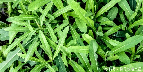 吃法|夏季挖野菜，送你64种野菜图片大全，教你认识不同的野菜和吃法！