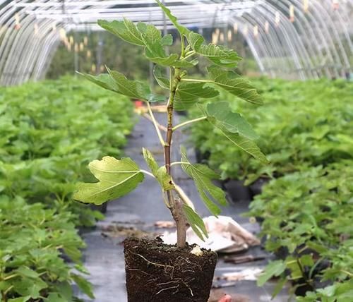 适合家庭栽植的果树，栽上一盆放在阳台上，就能吃到美味的果子