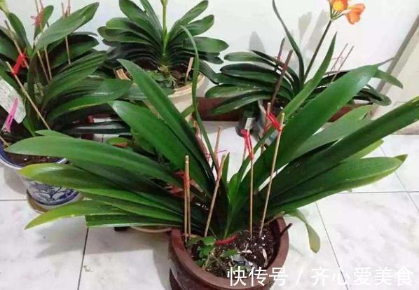 旧筷子、吸管不要扔，插到花盆土里，对植物根好处多多