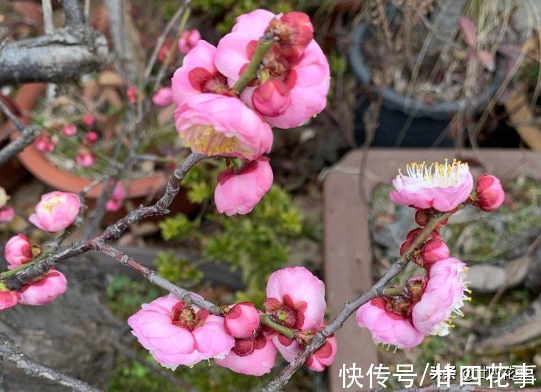 7款真正的耐寒花,冬天露养冻不死,下雪天也能变美开花