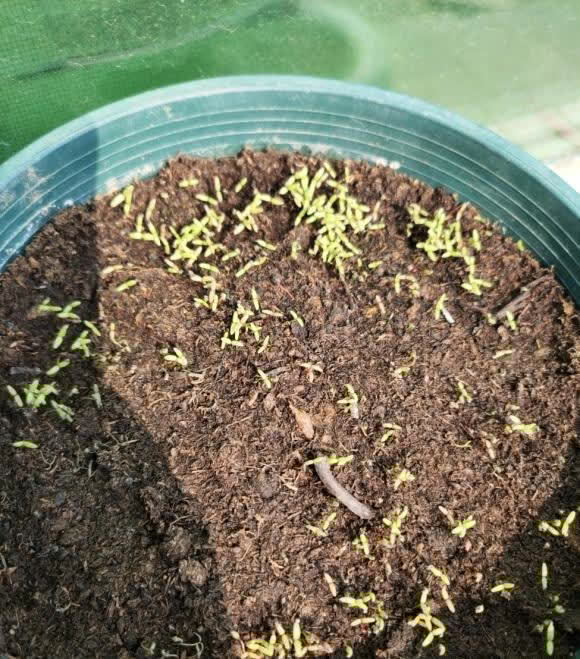 初春播种太阳花,花土选对了,罩上保鲜膜,种子萌发几率更高