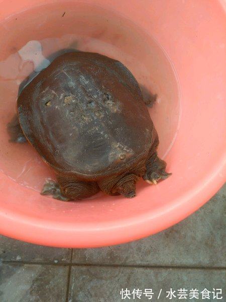 甲鱼|稀有五斤野生大甲鱼被钓起,可无人愿吃,只因背上有四个孔