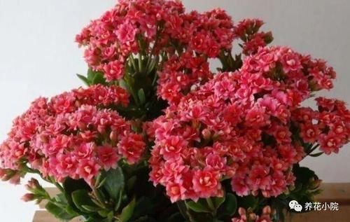  太冷的水|冬天养长寿花，浇水要做到“3不浇”，不然花期容易烂根黄叶