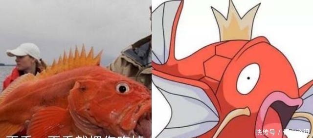 餐桌|当神奇宝贝来到现实世界,鲤鱼王即将上餐桌,绿毛虫毫无违和感