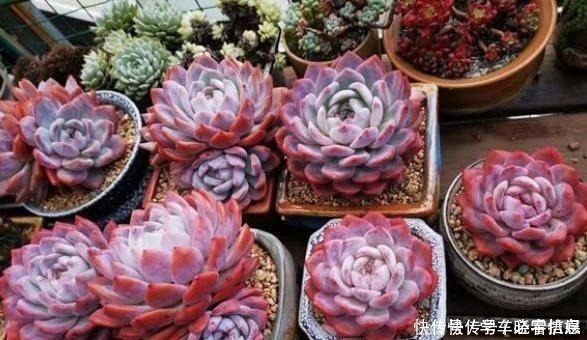 肥料|阳台养多肉,记住“4要点”,照样养出美美的多肉!