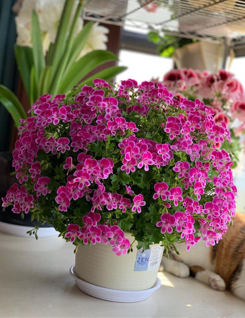 封闭阳台养啥花？天竺葵“天使之眼”，点亮你阳台，你值得拥有！