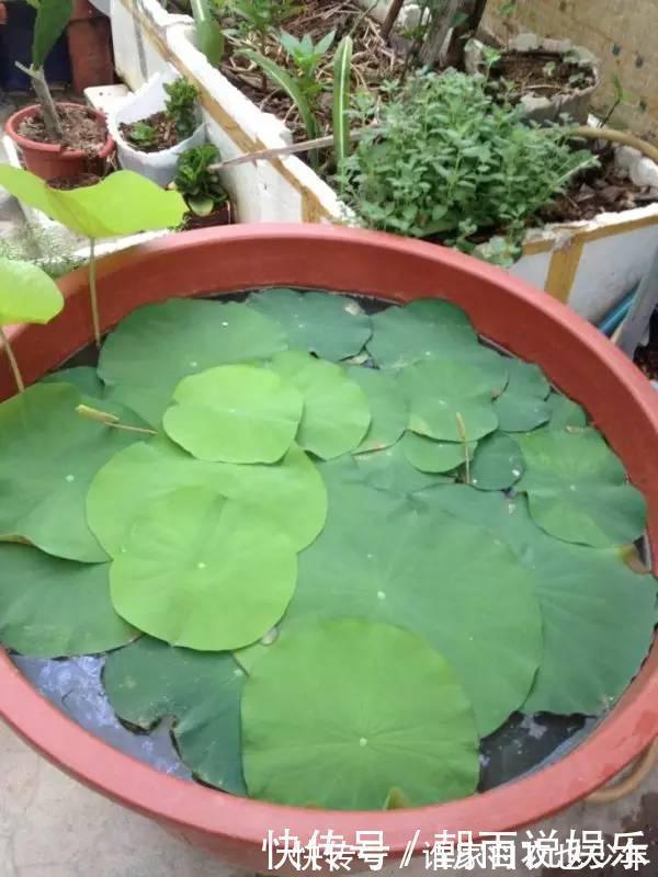 莲藕|大妈用水桶种莲藕,没想到藕多得把桶都撑破了,方法还那么简单!