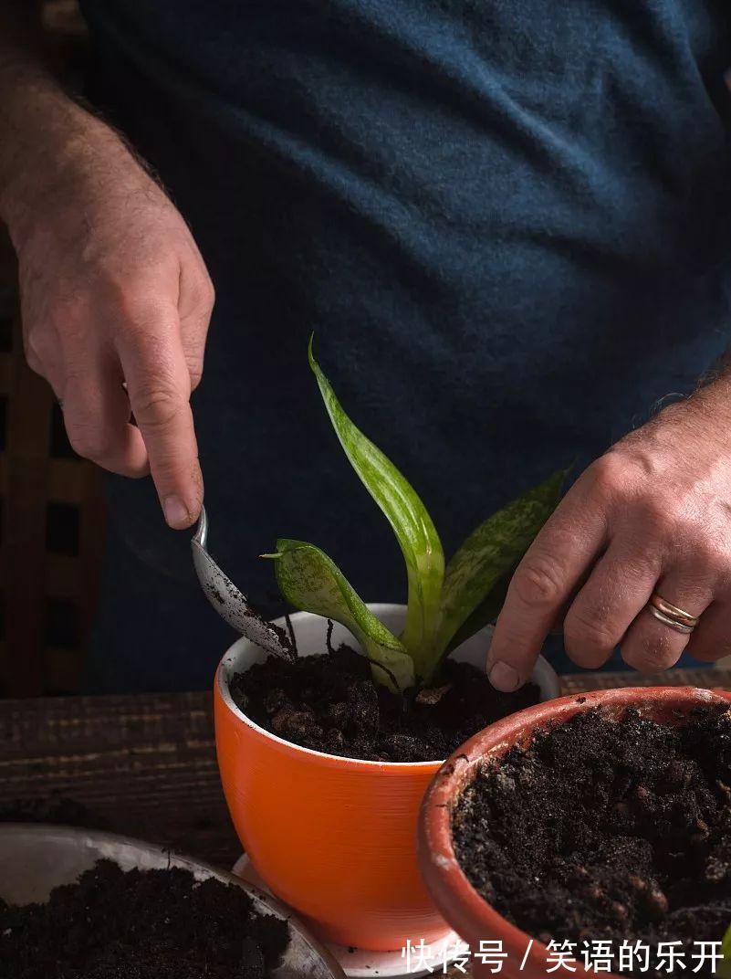 花卉好不容易熬过冬,初春这5点没做好,分分钟死给你看
