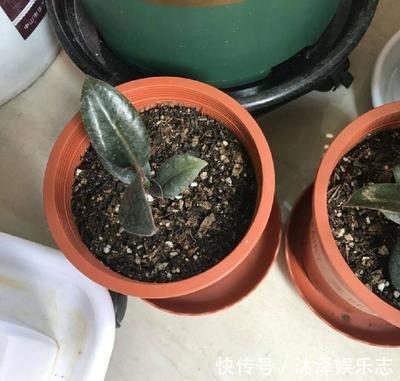 无花果|路边遇到4种花,别放过,掰个枝子长一盆!观叶赏花又好吃