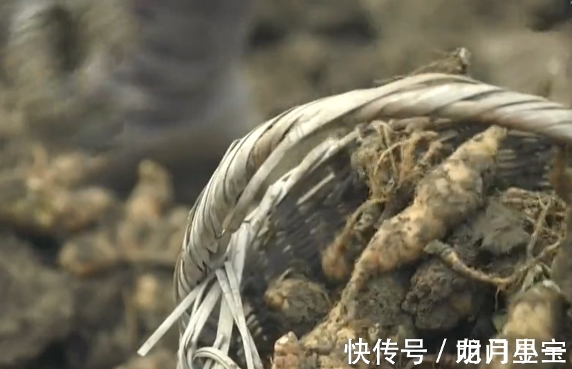 地黄|李时珍说它“服之面如桃花，轻身不老”，路边常有却少人识