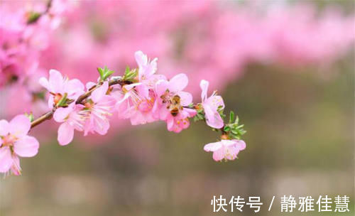 春风先发苑中梅&白居易这首诗写得很美，同样达到了诗中有画，画中有诗的境界！