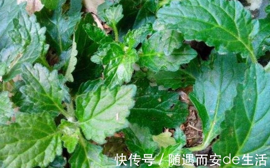 野草|农村地区有这样一种植物，堪比“金疮药”，你们可曾见过？