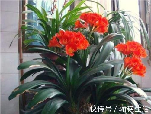 君子兰开花的关键在养根,做好这5点,让你开花不断