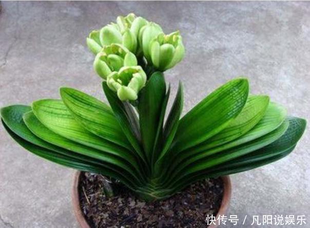 君子兰养半年没变化，爷爷只用一勺它，像打了鸡血般开花爆盆