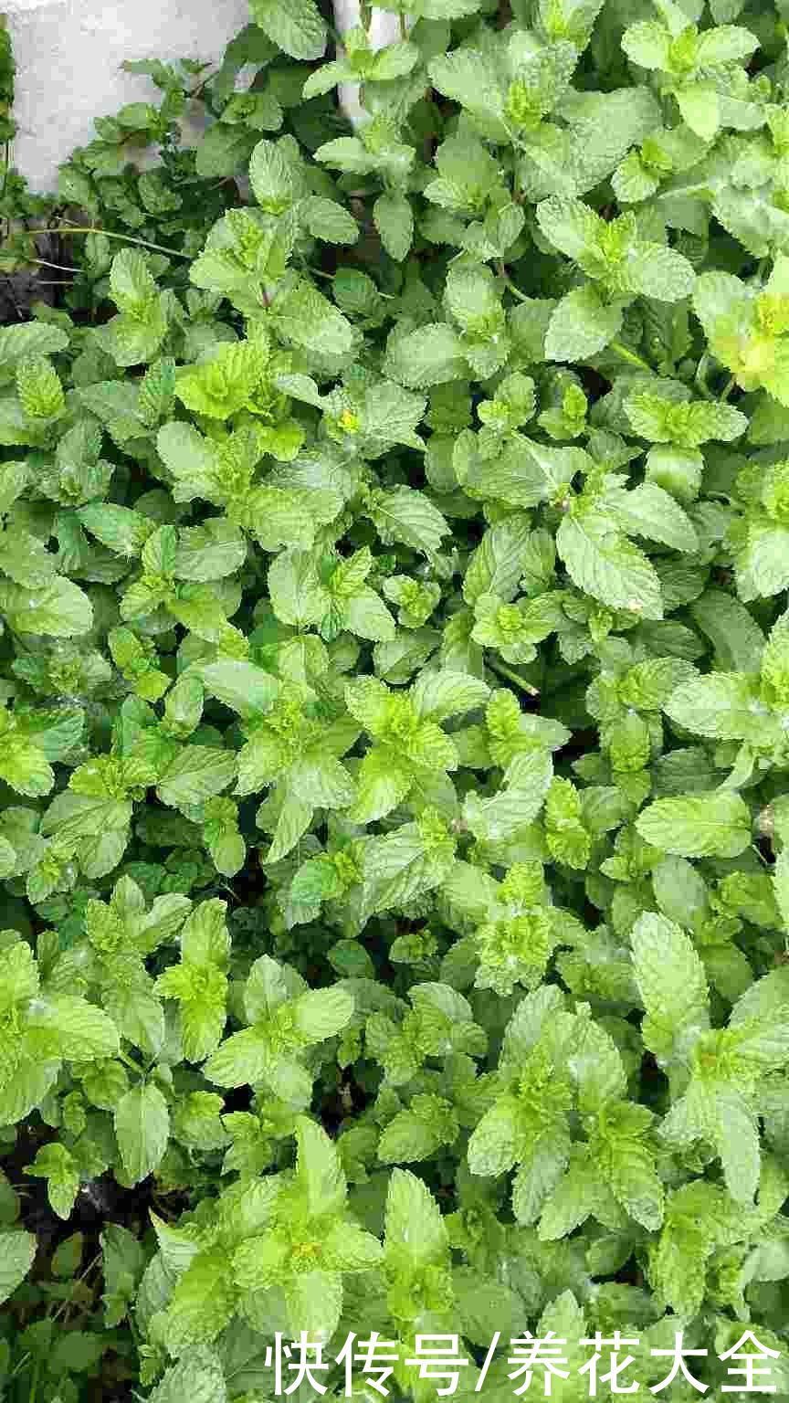 折腾不死的五种花,两个月不浇水,照样水灵灵