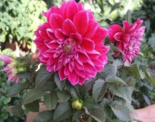 有4种花，开花漂亮又好养，春天栽种正好