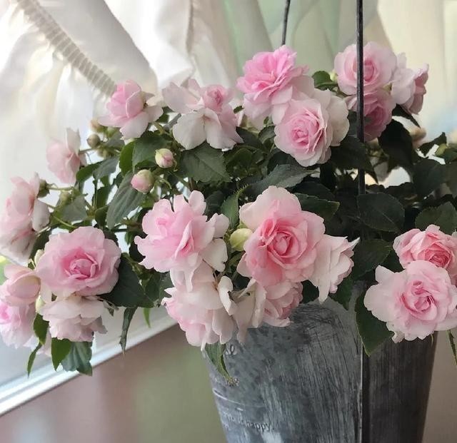 15种耐阴花,室内光照不足,照样花开不断!