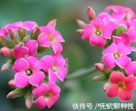 家养长寿花总是难开花记住这些小细节，轻松花开爆满盆