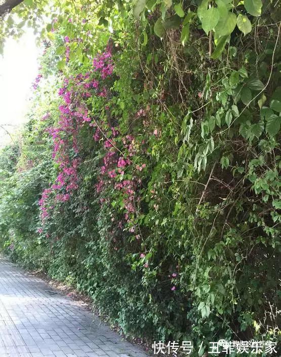 三角梅修剪枝条别扔，学2招插土里，来年花开满枝头！