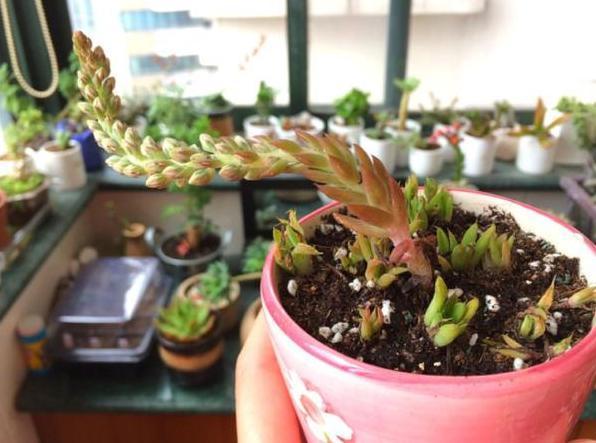 瓦松老一辈的回忆,喜在8、9月开花,盆栽得抓住4个细节