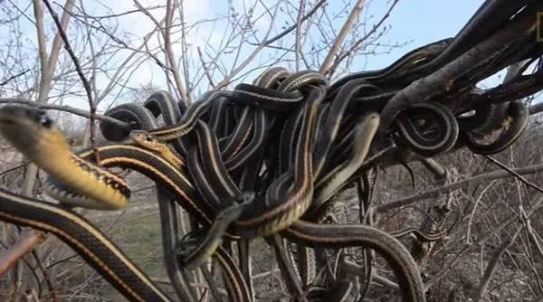 神秘|神秘的萨满诅咒应验:揭秘成吉思汗大墓被盗始末