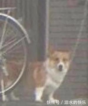 |今日笑话:下雨天出门的狗狗