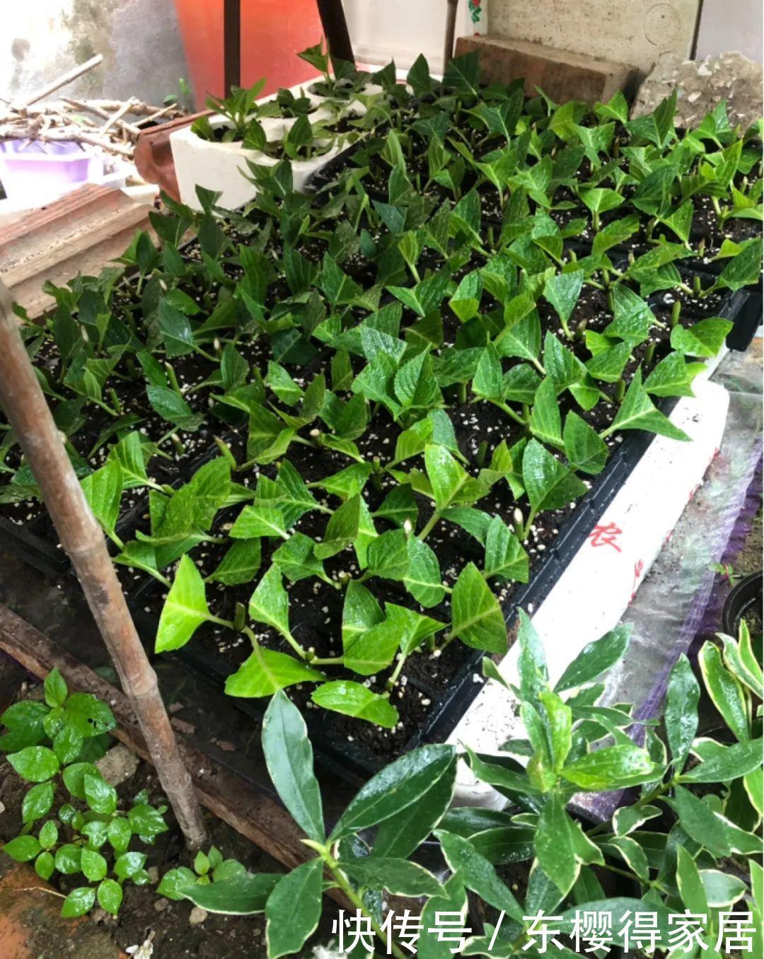 品种|6月份扦插,选好合适的植物品种,沾土、泡水都能活