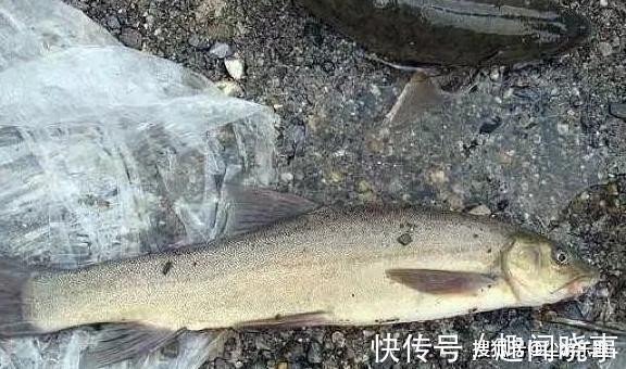 这种鱼横行了6千万年,10年才长1斤肉,却逃不过“中国吃货”的嘴