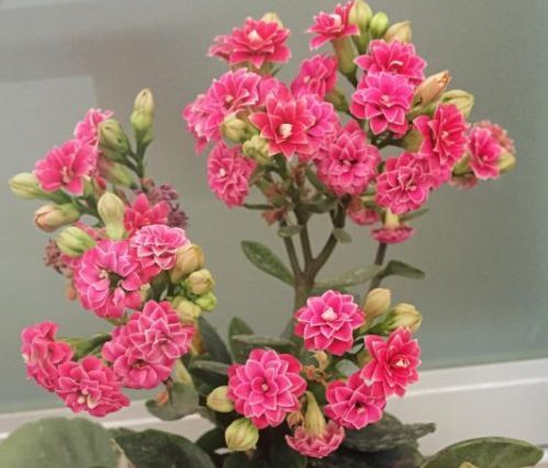 养长寿花，“水肥光照足”，花苞长不停，开花特别多，轻松爆盆！