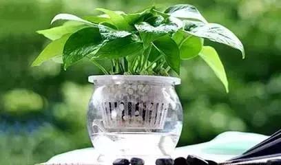 水培花盆里长了绿藻怎么办教你几招轻松解决问题！