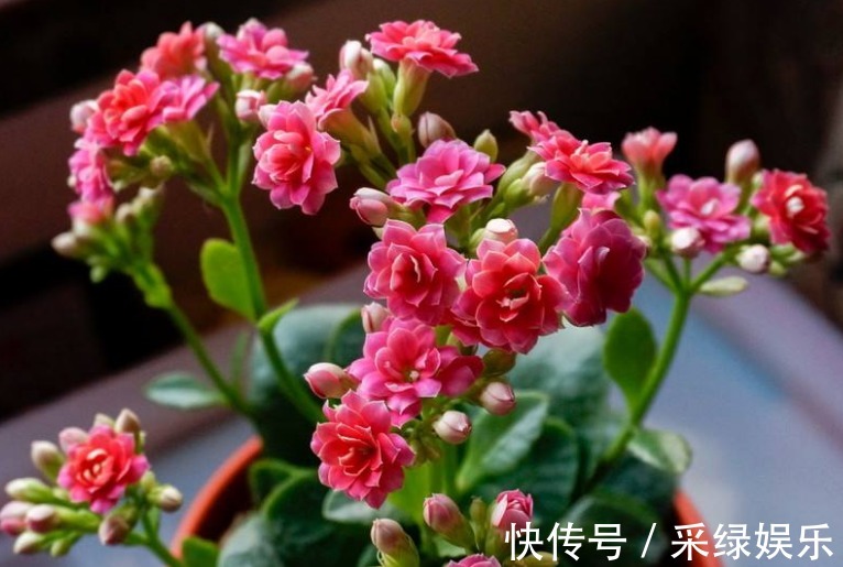 爆盆|养长寿花,“这1招”做好了,比施肥还管用,花开一茬茬,长爆盆