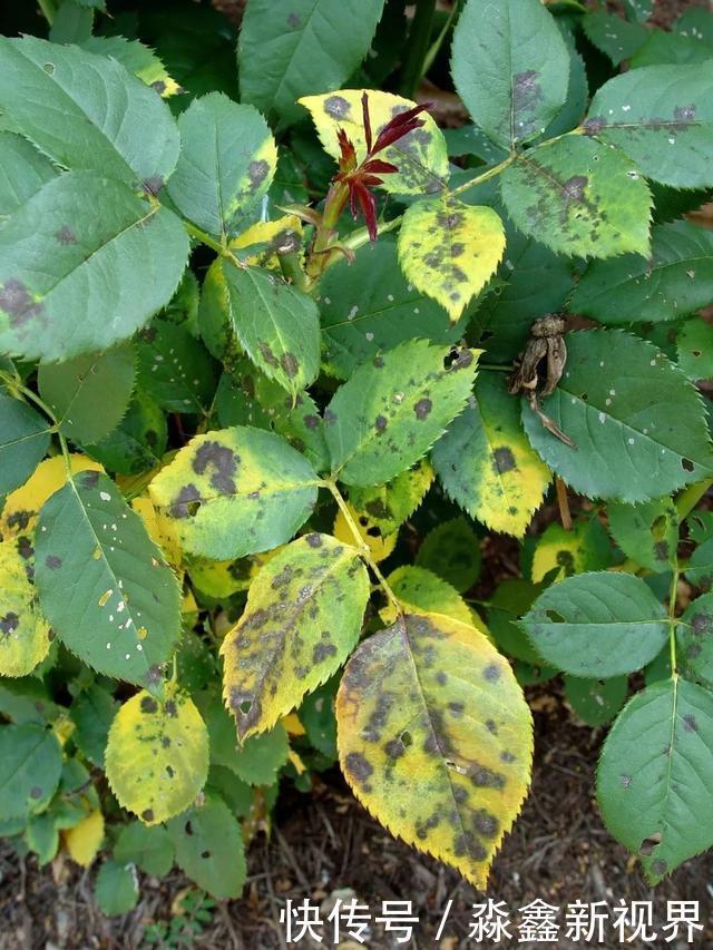 养花时很容易出现的6种病虫害,蚜虫、介壳虫和红蜘蛛都要可清除