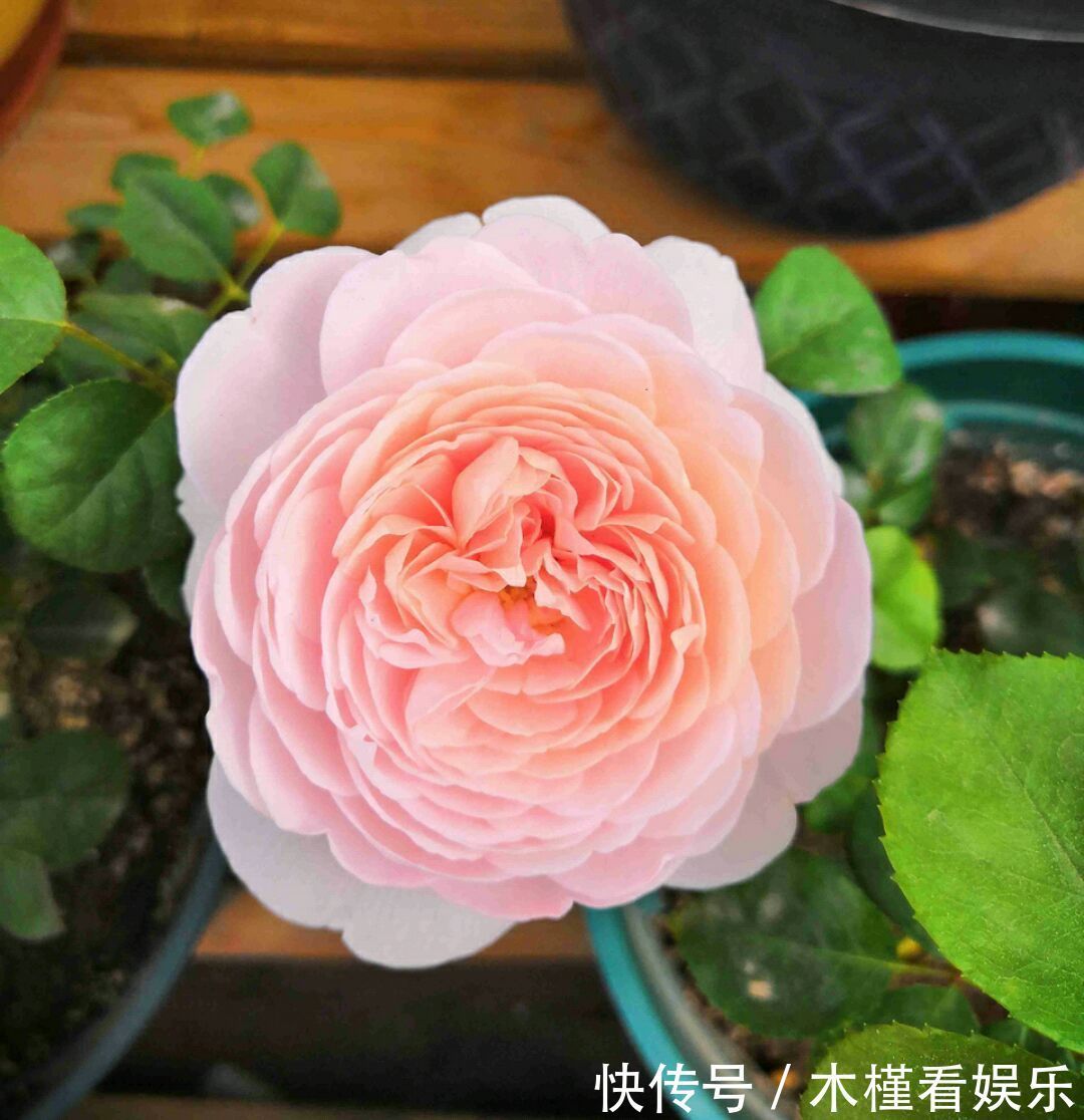 营养|月季扦插的弱苗怎样养壮实营养是关键，光照不能少，养根是基本