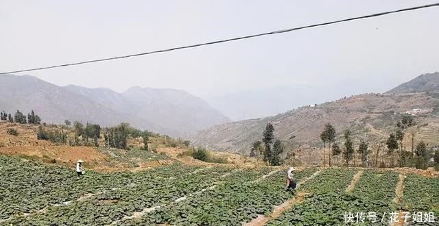 它是一种“另类”南瓜,一斤6元,亩产一吨,种植它有前景吗!