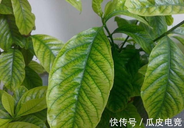 栀子花开|栀子花总是黄叶，给它调下味，叶子绿油油