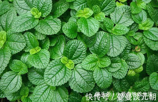 野草|晚上睡觉经常失眠怎么办摘几片路边的这种野草,能提高睡眠治疗