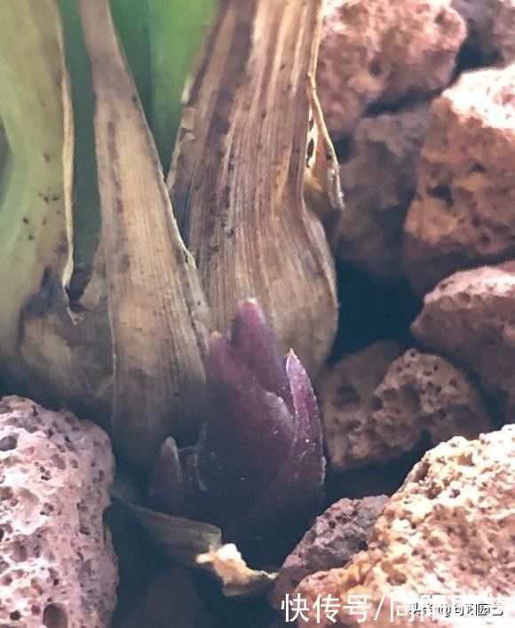 建兰不开花？哪里出问题了？施加氮，磷肥，花期准时开花