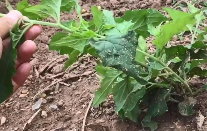 小优|农村这种看着很不起眼的野草,人称“千里光”,对视力很有疗效